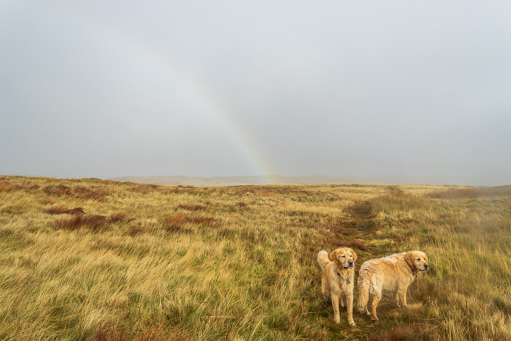 Rainbow Rainbow